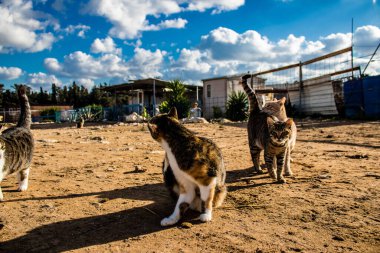 Paphos, Kıbrıs - 15 Ocak 2022 Kıbrıs Rum Kesimi 'nin Paphos kentindeki bir hayvan barınağında yaşayan terk edilmiş kediler, 800' den fazla kedi sokaklardan kurtarıldı ve güvenli bir yerde kaldı.