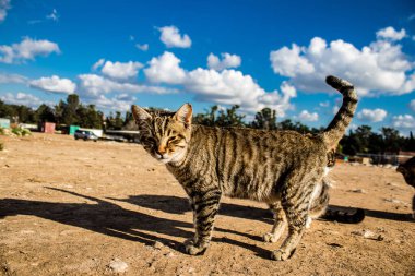 Paphos, Kıbrıs - 15 Ocak 2022 Kıbrıs Rum Kesimi 'nin Paphos kentindeki bir hayvan barınağında yaşayan terk edilmiş kediler, 800' den fazla kedi sokaklardan kurtarıldı ve güvenli bir yerde kaldı.
