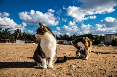 Paphos, Kıbrıs - 15 Ocak 2022 Kıbrıs Rum Kesimi 'nin Paphos kentindeki bir hayvan barınağında yaşayan terk edilmiş kediler, 800' den fazla kedi sokaklardan kurtarıldı ve güvenli bir yerde kaldı.