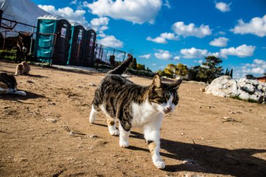 Paphos, Kıbrıs - 15 Ocak 2022 Kıbrıs Rum Kesimi 'nin Paphos kentindeki bir hayvan barınağında yaşayan terk edilmiş kediler, 800' den fazla kedi sokaklardan kurtarıldı ve güvenli bir yerde kaldı.