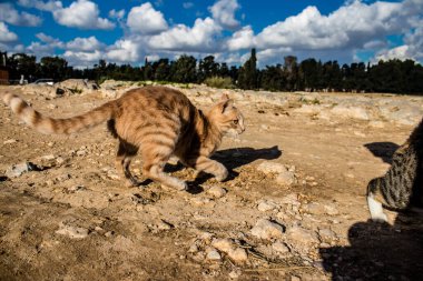 Paphos, Kıbrıs - 15 Ocak 2022 Kıbrıs Rum Kesimi 'nin Paphos kentindeki bir hayvan barınağında yaşayan terk edilmiş kediler, 800' den fazla kedi sokaklardan kurtarıldı ve güvenli bir yerde kaldı.