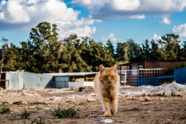 Paphos, Kıbrıs - 15 Ocak 2022 Kıbrıs Rum Kesimi 'nin Paphos kentindeki bir hayvan barınağında yaşayan terk edilmiş kediler, 800' den fazla kedi sokaklardan kurtarıldı ve güvenli bir yerde kaldı.