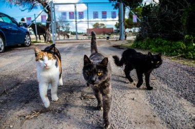 Paphos, Kıbrıs - 15 Ocak 2022 Kıbrıs Rum Kesimi 'nin Paphos kentindeki bir hayvan barınağında yaşayan terk edilmiş kediler, 800' den fazla kedi sokaklardan kurtarıldı ve güvenli bir yerde kaldı.