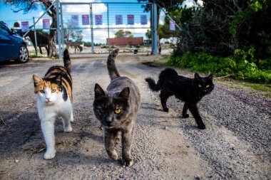 Paphos, Kıbrıs - 15 Ocak 2022 Kıbrıs Rum Kesimi 'nin Paphos kentindeki bir hayvan barınağında yaşayan terk edilmiş kediler, 800' den fazla kedi sokaklardan kurtarıldı ve güvenli bir yerde kaldı.