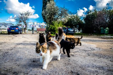 Paphos, Kıbrıs - 15 Ocak 2022 Kıbrıs Rum Kesimi 'nin Paphos kentindeki bir hayvan barınağında yaşayan terk edilmiş kediler, 800' den fazla kedi sokaklardan kurtarıldı ve güvenli bir yerde kaldı.