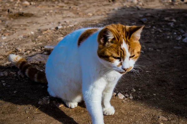 Paphos Chypre Janvier 2022 Chats Abandonnés Résidant Dans Refuge Pour — Photo