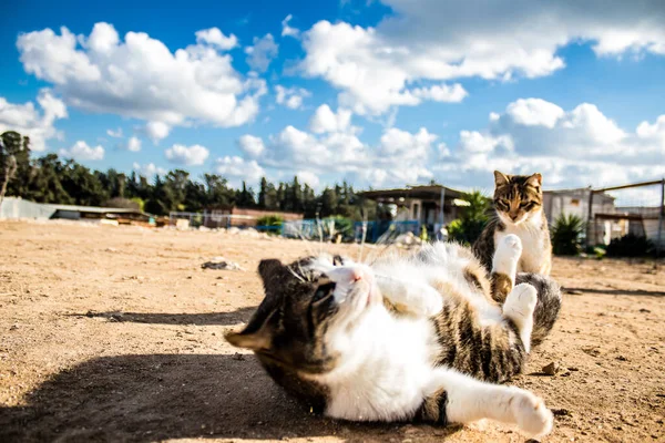 Paphos Kıbrıs Ocak 2022 Kıbrıs Rum Kesimi Nin Paphos Kentindeki — Stok fotoğraf