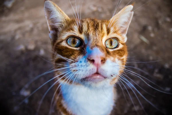 Paphos Chipre Enero 2022 Gatos Abandonados Que Residen Refugio Animales — Foto de Stock