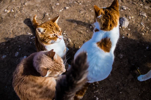 Paphos Chipre Janeiro 2022 Gatos Abandonados Que Residem Abrigo Para — Fotografia de Stock