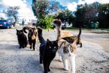 Paphos, Kıbrıs - 15 Ocak 2022 Kıbrıs Rum Kesimi 'nin Paphos kentindeki bir hayvan barınağında yaşayan terk edilmiş kediler, 800' den fazla kedi sokaklardan kurtarıldı ve güvenli bir yerde kaldı.