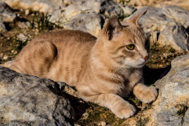 Paphos, Kıbrıs - 15 Ocak 2022 Kıbrıs Rum Kesimi 'nin Paphos kentindeki bir hayvan barınağında yaşayan terk edilmiş kediler, 800' den fazla kedi sokaklardan kurtarıldı ve güvenli bir yerde kaldı.