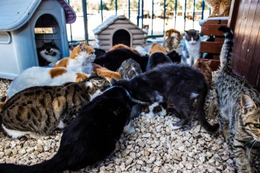 Paphos, Kıbrıs - 15 Ocak 2022 Kıbrıs Rum Kesimi 'nin Paphos kentindeki bir hayvan barınağında yaşayan terk edilmiş kediler, 800' den fazla kedi sokaklardan kurtarıldı ve güvenli bir yerde kaldı.