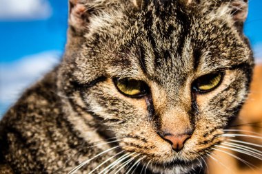 Paphos, Kıbrıs - 15 Ocak 2022 Kıbrıs Rum Kesimi 'nin Paphos kentindeki bir hayvan barınağında yaşayan terk edilmiş kediler, 800' den fazla kedi sokaklardan kurtarıldı ve güvenli bir yerde kaldı.