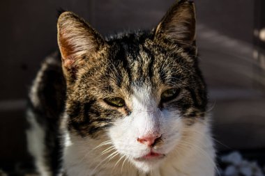 Paphos, Kıbrıs - 15 Ocak 2022 Kıbrıs Rum Kesimi 'nin Paphos kentindeki bir hayvan barınağında yaşayan terk edilmiş kediler, 800' den fazla kedi sokaklardan kurtarıldı ve güvenli bir yerde kaldı.