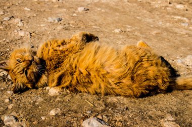 Paphos, Kıbrıs - 15 Ocak 2022 Kıbrıs Rum Kesimi 'nin Paphos kentindeki bir hayvan barınağında yaşayan terk edilmiş kediler, 800' den fazla kedi sokaklardan kurtarıldı ve güvenli bir yerde kaldı.