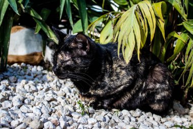 Paphos, Kıbrıs - 15 Ocak 2022 Kıbrıs Rum Kesimi 'nin Paphos kentindeki bir hayvan barınağında yaşayan terk edilmiş kediler, 800' den fazla kedi sokaklardan kurtarıldı ve güvenli bir yerde kaldı.