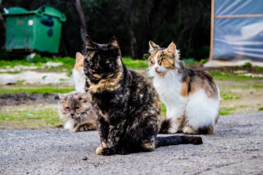 Paphos, Kıbrıs - 15 Ocak 2022 Kıbrıs Rum Kesimi 'nin Paphos kentindeki bir hayvan barınağında yaşayan terk edilmiş kediler, 800' den fazla kedi sokaklardan kurtarıldı ve güvenli bir yerde kaldı.