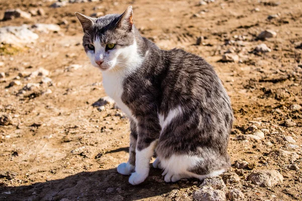 キプロスのパフォス 2022年1月15日キプロスのパフォス市の動物保護施設に住む放棄された猫 800匹以上の猫が通りから保存され 安全な場所に滞在しています — ストック写真
