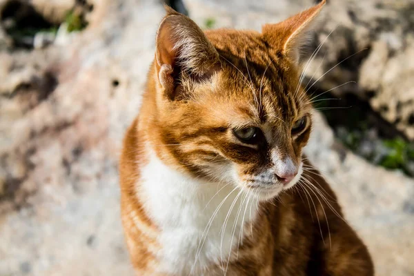 Paphos Ciprus Január 2022 Elhagyott Macskák Lakó Egy Állatmenhely Város — Stock Fotó
