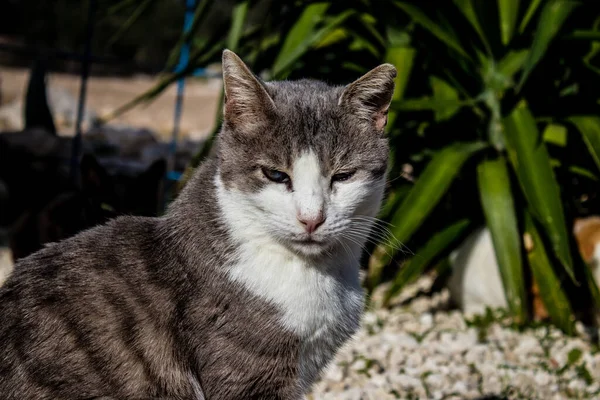 Paphos Chipre Enero 2022 Gatos Abandonados Que Residen Refugio Animales — Foto de Stock