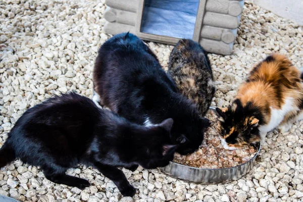 Πάφος Κύπρος Ιανουαρίου 2022 Εγκαταλελειμμένες Γάτες Που Διαμένουν Καταφύγιο Ζώων — Φωτογραφία Αρχείου