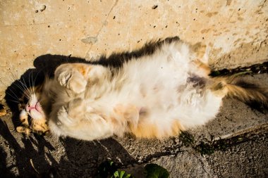 Paphos, Kıbrıs - 15 Ocak 2022 Kıbrıs Rum Kesimi 'nin Paphos kentindeki bir hayvan barınağında yaşayan terk edilmiş kediler, 800' den fazla kedi sokaklardan kurtarıldı ve güvenli bir yerde kaldı.