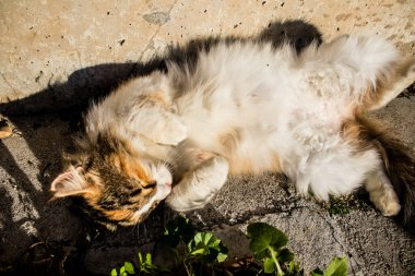 Paphos, Kıbrıs - 15 Ocak 2022 Kıbrıs Rum Kesimi 'nin Paphos kentindeki bir hayvan barınağında yaşayan terk edilmiş kediler, 800' den fazla kedi sokaklardan kurtarıldı ve güvenli bir yerde kaldı.