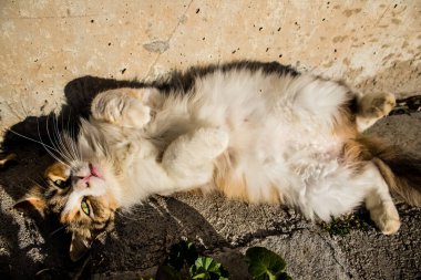 Paphos, Kıbrıs - 15 Ocak 2022 Kıbrıs Rum Kesimi 'nin Paphos kentindeki bir hayvan barınağında yaşayan terk edilmiş kediler, 800' den fazla kedi sokaklardan kurtarıldı ve güvenli bir yerde kaldı.