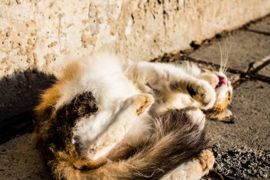 Paphos, Kıbrıs - 15 Ocak 2022 Kıbrıs Rum Kesimi 'nin Paphos kentindeki bir hayvan barınağında yaşayan terk edilmiş kediler, 800' den fazla kedi sokaklardan kurtarıldı ve güvenli bir yerde kaldı.