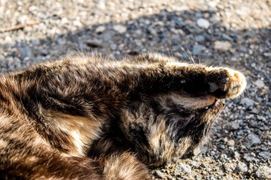 Paphos, Kıbrıs - 15 Ocak 2022 Kıbrıs Rum Kesimi 'nin Paphos kentindeki bir hayvan barınağında yaşayan terk edilmiş kediler, 800' den fazla kedi sokaklardan kurtarıldı ve güvenli bir yerde kaldı.