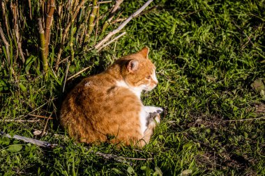 Paphos, Kıbrıs - 15 Ocak 2022 Kıbrıs Rum Kesimi 'nin Paphos kentindeki bir hayvan barınağında yaşayan terk edilmiş kediler, 800' den fazla kedi sokaklardan kurtarıldı ve güvenli bir yerde kaldı.