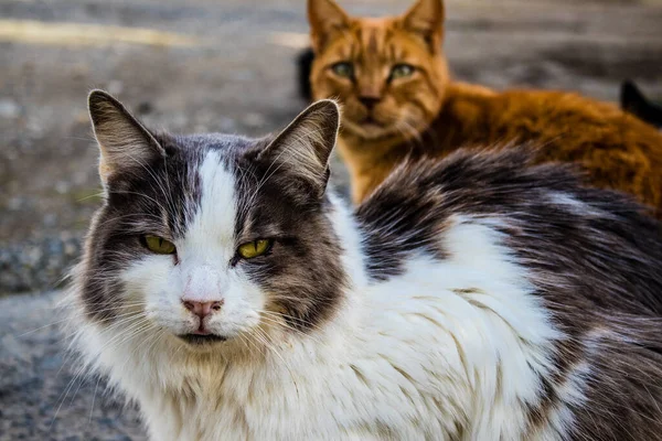 Paphos Cyprus Januari 2022 Verlaten Katten Die Een Dierenasiel Stad — Stockfoto