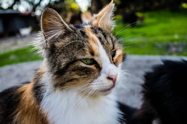 Paphos Chypre Janvier 2022 Chats Abandonnés Résidant Dans Refuge Pour — Photo