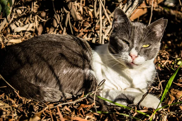 Paphos Zypern Januar 2022 Verlassene Katzen Einem Tierheim Der Stadt — Stockfoto