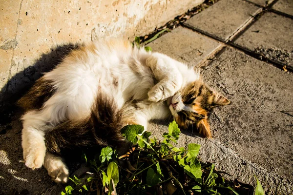 Paphos Chipre Enero 2022 Gatos Abandonados Que Residen Refugio Animales — Foto de Stock