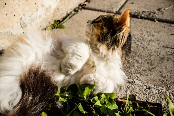 Paphos Chipre Janeiro 2022 Gatos Abandonados Que Residem Abrigo Para — Fotografia de Stock