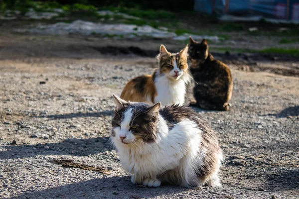 Paphos Chipre Janeiro 2022 Gatos Abandonados Que Residem Abrigo Para — Fotografia de Stock