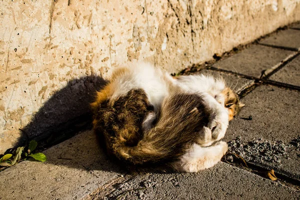 Paphos Chipre Enero 2022 Gatos Abandonados Que Residen Refugio Animales — Foto de Stock