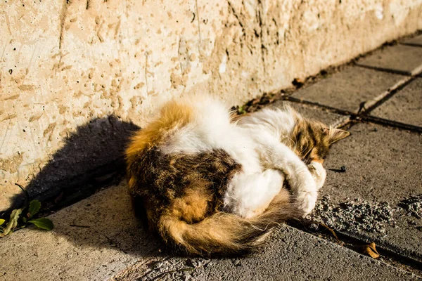 Paphos Chipre Enero 2022 Gatos Abandonados Que Residen Refugio Animales — Foto de Stock