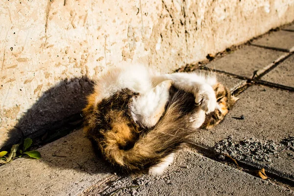 Pafos Cypr Stycznia 2022 Opuszczone Koty Przebywające Schronisku Dla Zwierząt — Zdjęcie stockowe