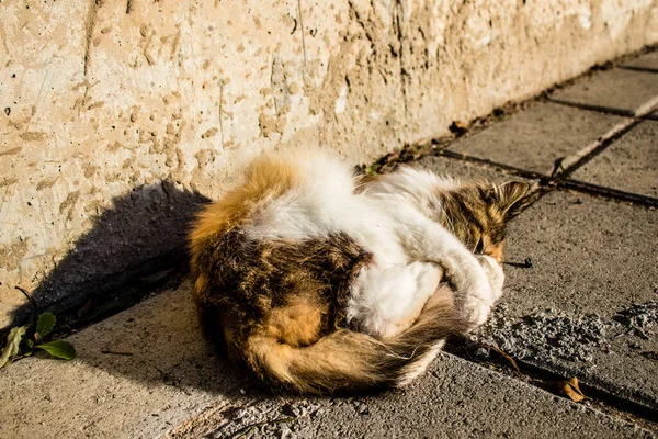 塞浦路斯帕福斯 2022年1月15日在塞浦路斯帕福斯市的动物收容所里 800多只猫从街上被救出来 躲藏在一个安全的地方 — 图库照片