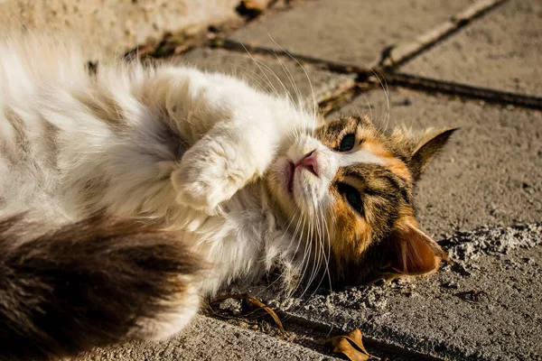 Paphos Chipre Janeiro 2022 Gatos Abandonados Que Residem Abrigo Para — Fotografia de Stock