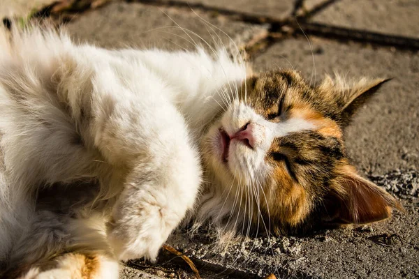 Paphos Chipre Enero 2022 Gatos Abandonados Que Residen Refugio Animales — Foto de Stock