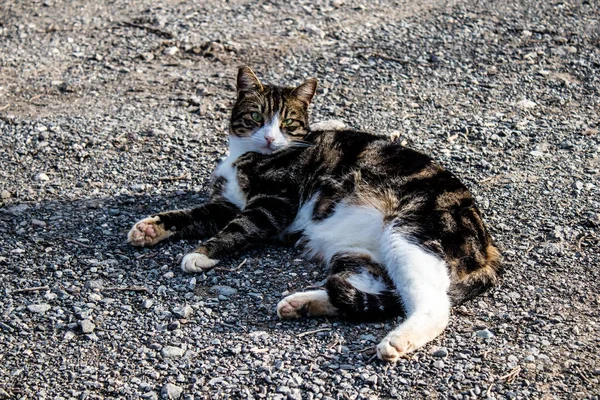 Пафос Кипр Января 2022 Заброшенные Кошки Проживающие Приюте Животных Городе — стоковое фото
