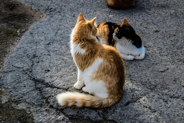 Paphos Cyprus Januari 2022 Verlaten Katten Die Een Dierenasiel Stad — Stockfoto