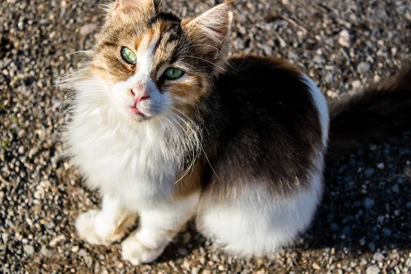 Paphos Ciprus Január 2022 Elhagyott Macskák Lakó Egy Állatmenhely Város — Stock Fotó