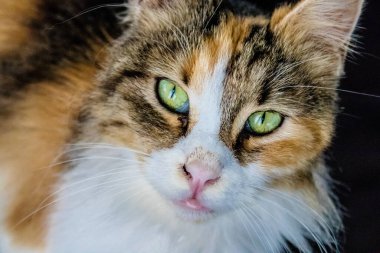 Paphos, Kıbrıs - 15 Ocak 2022 Kıbrıs Rum Kesimi 'nin Paphos kentindeki bir hayvan barınağında yaşayan terk edilmiş kediler, 800' den fazla kedi sokaklardan kurtarıldı ve güvenli bir yerde kaldı.