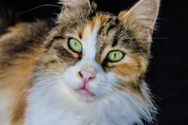 Paphos, Kıbrıs - 15 Ocak 2022 Kıbrıs Rum Kesimi 'nin Paphos kentindeki bir hayvan barınağında yaşayan terk edilmiş kediler, 800' den fazla kedi sokaklardan kurtarıldı ve güvenli bir yerde kaldı.