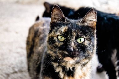 Paphos, Kıbrıs - 15 Ocak 2022 Kıbrıs Rum Kesimi 'nin Paphos kentindeki bir hayvan barınağında yaşayan terk edilmiş kediler, 800' den fazla kedi sokaklardan kurtarıldı ve güvenli bir yerde kaldı.