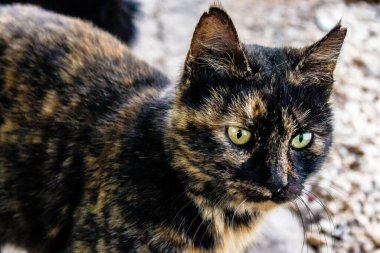 Paphos, Kıbrıs - 15 Ocak 2022 Kıbrıs Rum Kesimi 'nin Paphos kentindeki bir hayvan barınağında yaşayan terk edilmiş kediler, 800' den fazla kedi sokaklardan kurtarıldı ve güvenli bir yerde kaldı.